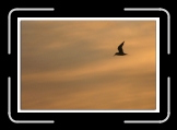 vol de stern 07 * 700 x 469 * (58KB)